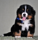 s1_7weeks.jpg s1_7weeks.jpg