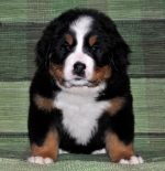s_red_6weeks.jpg s_red_6weeks.jpg
