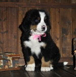 s_rose_8weeks.jpg s_rose_8weeks.jpg