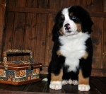 s_white_8weeks_2.jpg s_white_8weeks_2.jpg