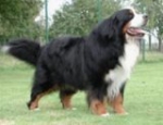 xtralarge_v_d_weyenberg_thumbnail.jpg xtralarge_v_d_weyenberg_thumbnail.jpg