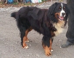 Yorg von der Holderstockhohe Yorg von der Holderstockhohe